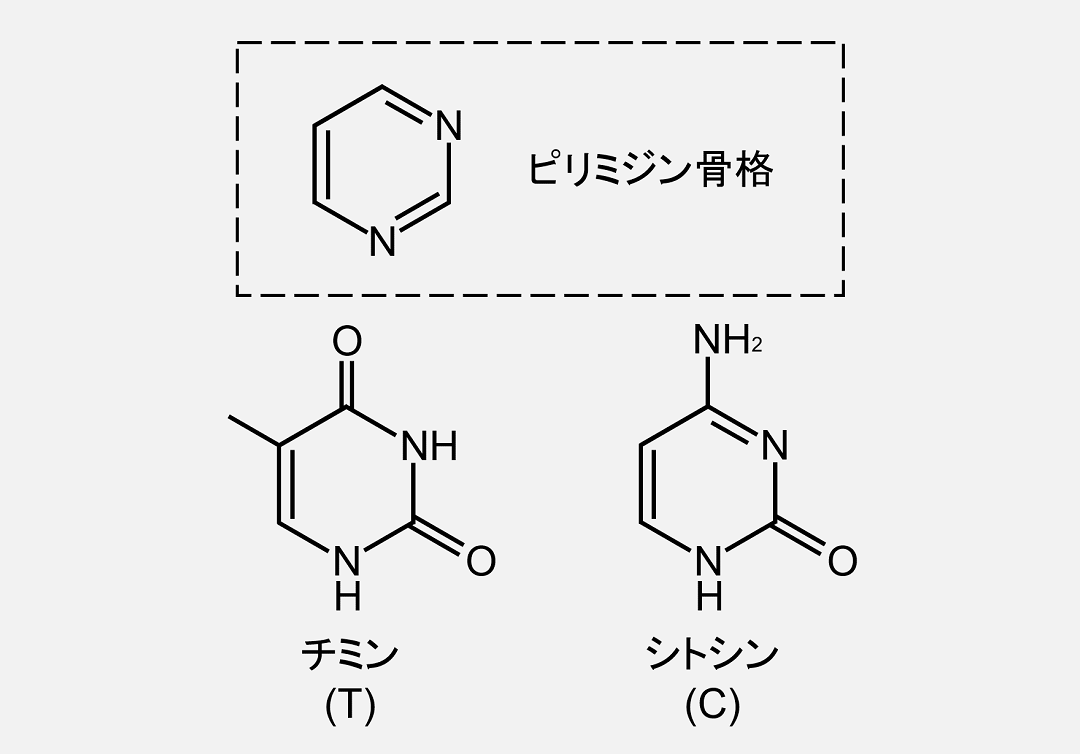 チミンとシトシンはピリミジン骨格を持ちます。