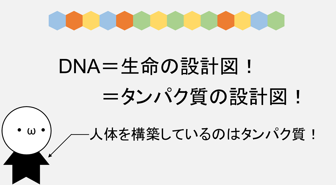 ヒトの体はタンパク質ができており、DNAはそんなタンパク質の設計図として働いています。