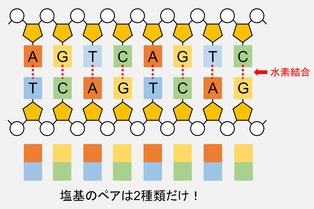 向かい合う塩基間では水素結合が形成されています。また、向い合う塩基の組み合わせは2種類のみです。