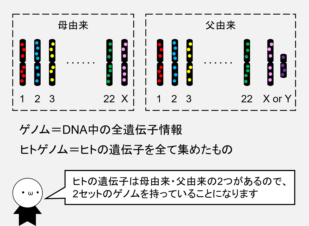 ゲノムとは、その生物が持つ遺伝子を全て並べたものです。ヒトは2セットのゲノムを持つことになります。