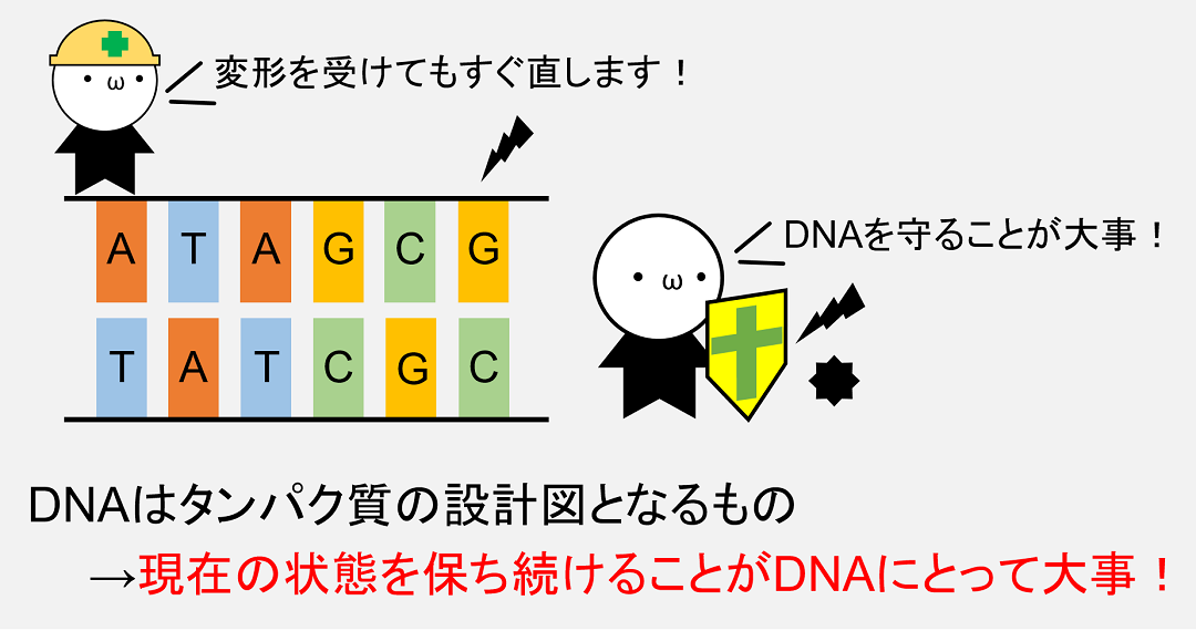DNAにとって最も重要なことは、自身が持つ遺伝情報を守り抜くことです。