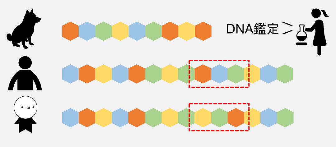 同じヒト同士でもわずかにDNAのパーツの並び方が違い、DNAではこれを利用して人物の同定を行います。