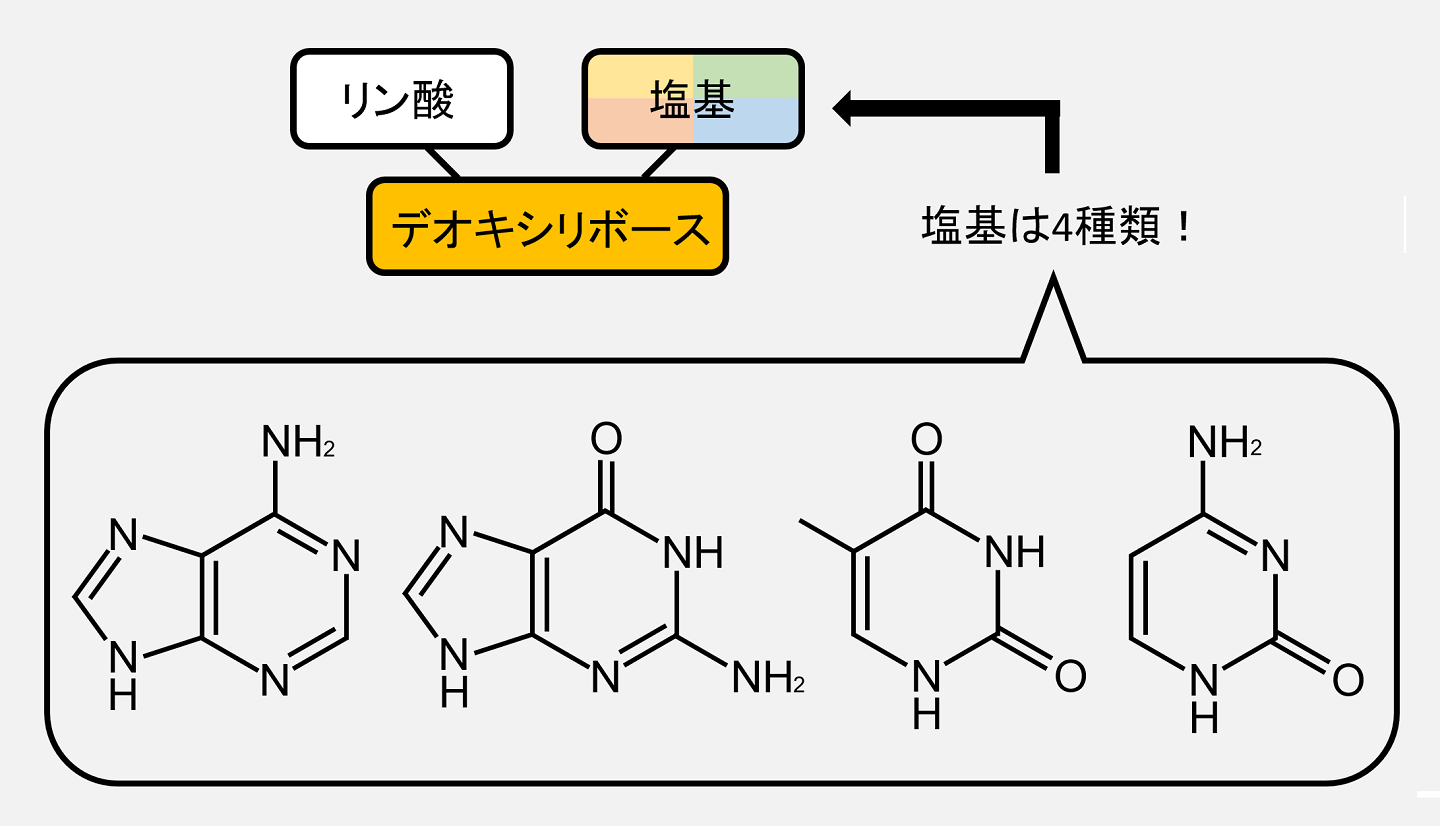デオキシリボヌクレオチドに含まれる塩基の化学式です。