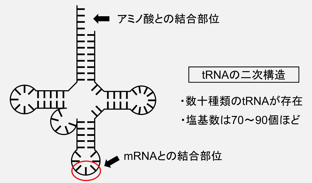 トランスファーRNA(tRNA)は特徴的な二次構造をとり、アミノ酸との結合部位とmRNAとの結合部位を有します。