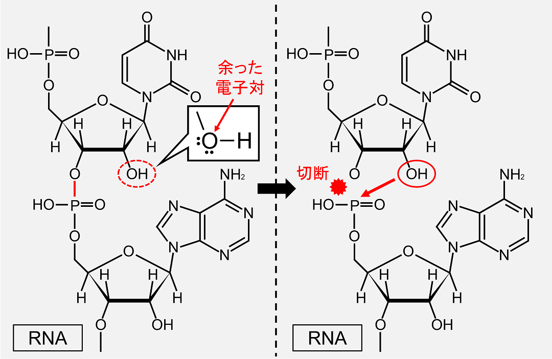水酸基には余った電子対が存在し、これがホスホジエステル結合と反応するとホスホジエステル結合が切断されます。