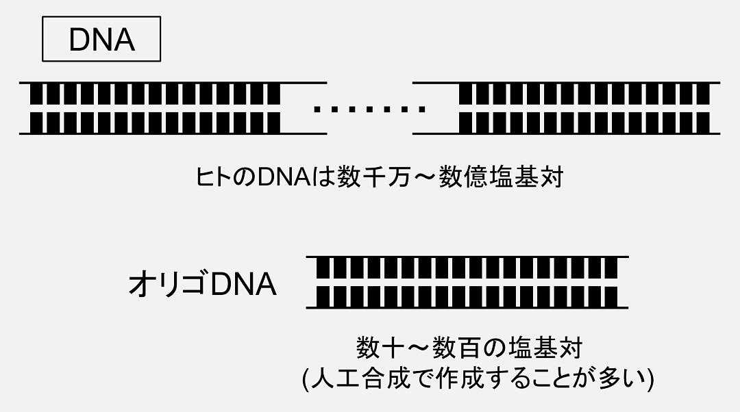 DNAの中でも、人工合成などによって得られた比較的短いDNAはオリゴDNAと呼ばれます。
