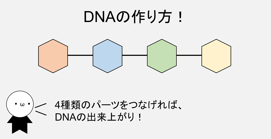 DNAは4種類のパーツが連結してできたものです。
