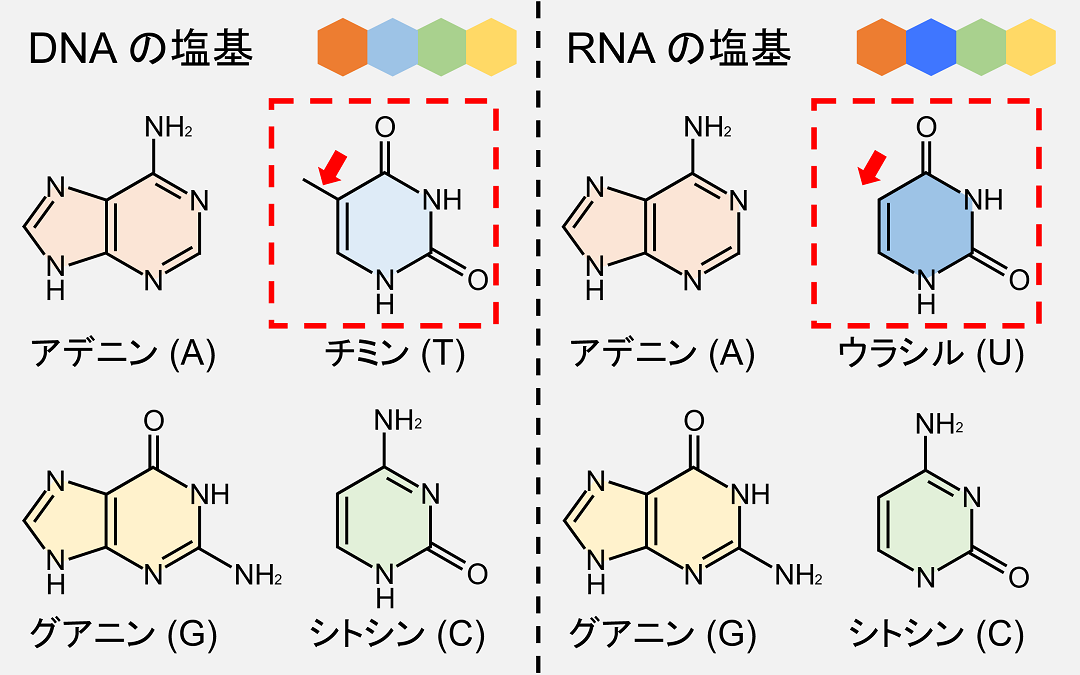 RNAではチミンが使われず、代わりにウラシルが使われます。
