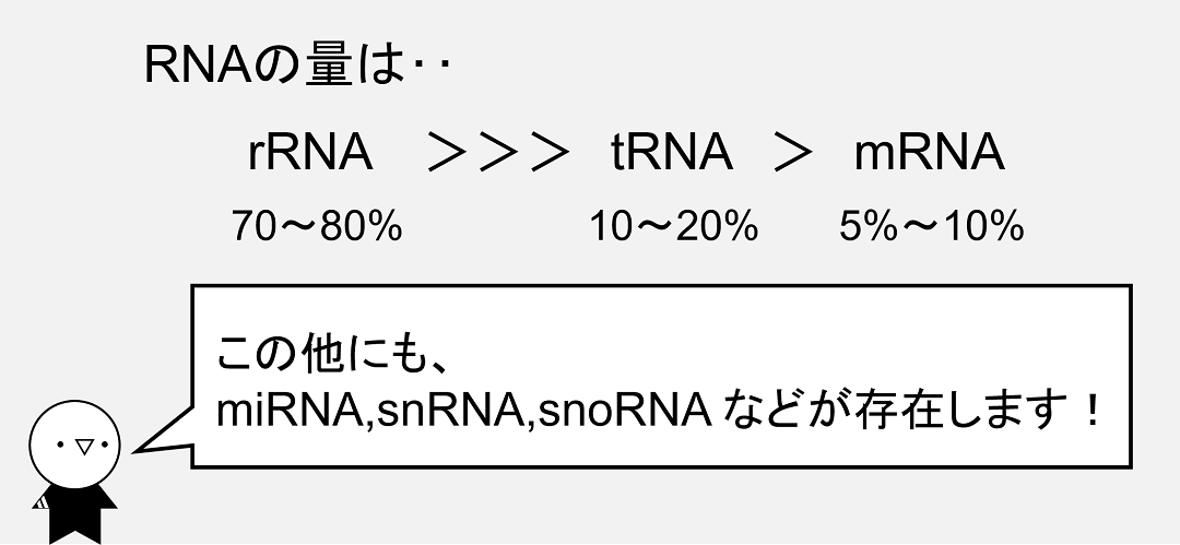 RNAの中で最も含まれる量が多いのはリボソームRNAです。