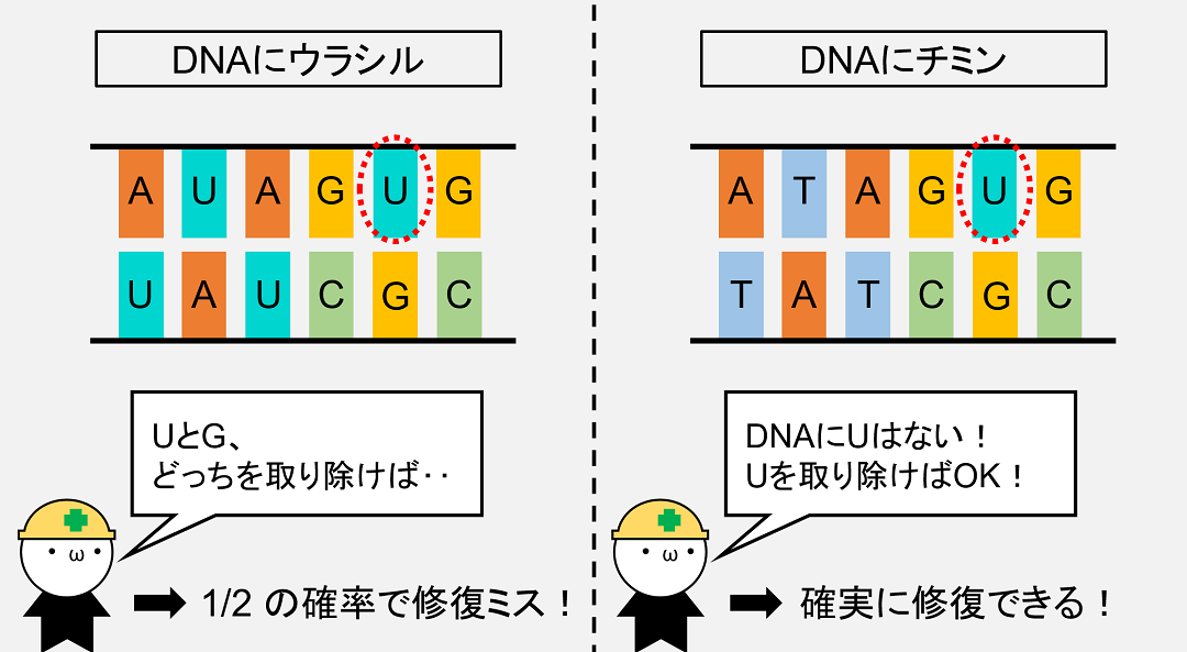 DNAにウラシルが正式採用されていた場合、シトシンの脱アミノ化で発生したウラシルを修復できない可能性が出てきます。