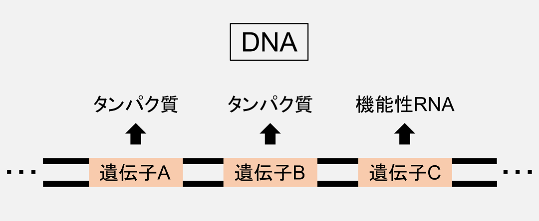 「遺伝子」はDNA上にとびとびの存在しています。