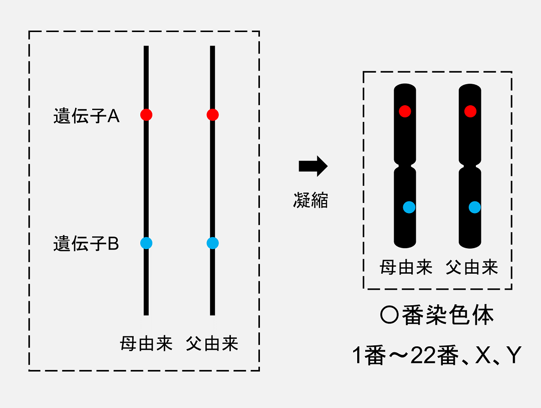 DNAはタンパク質の力を借りて凝縮しており、この凝縮されたものが「染色体」と呼ばれています。