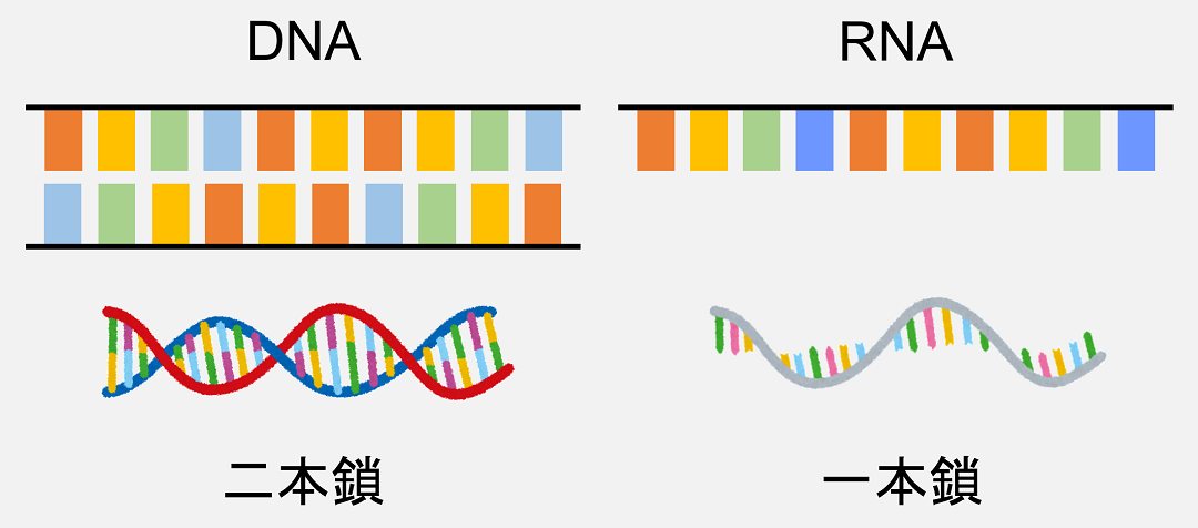 DNAが二本鎖なのに対し、RNAは一本鎖で存在しています。