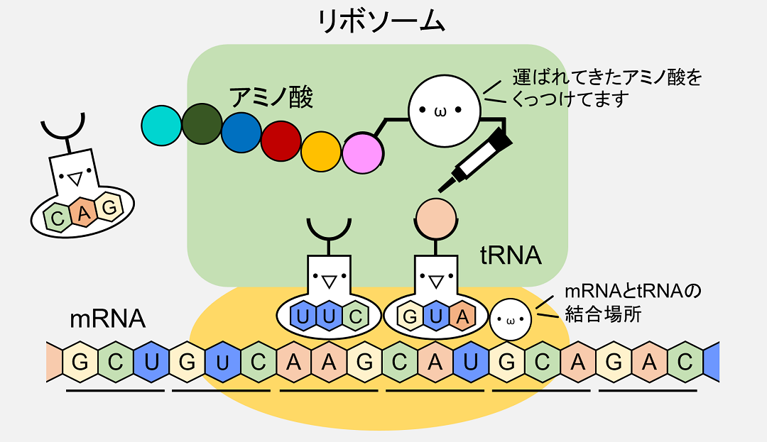 rRNAはtRNAによって運ばれてきたアミノ酸の連結を行っています。