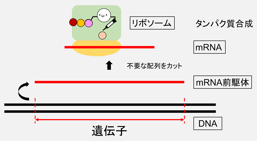 「遺伝子」にあたるDNA配列はRNAへとコピーされています。