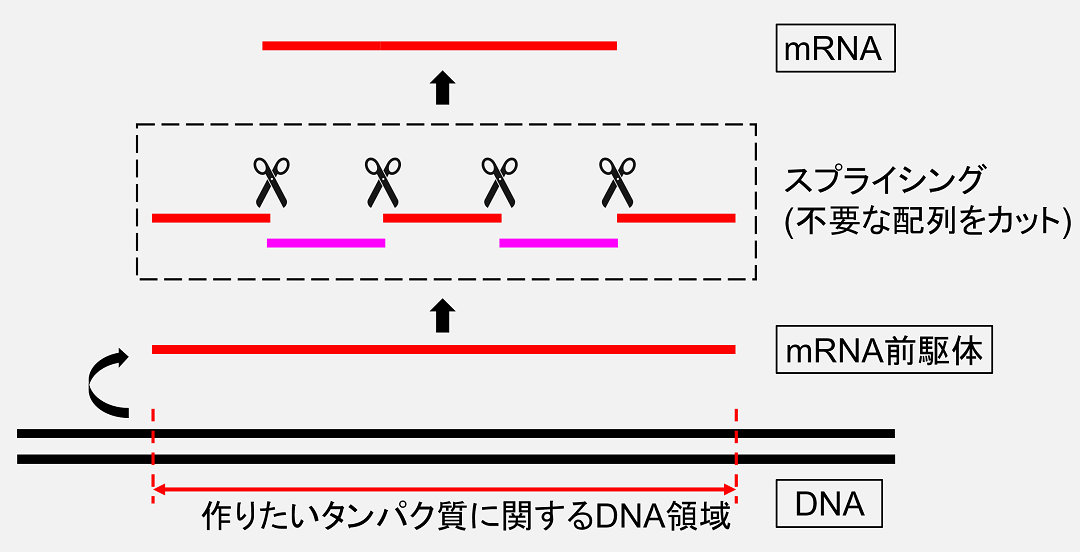 メッセンジャーRNA(mRNA)は、必要なDNAの塩基配列をRNAとしてコピーした後、不要な部分をカットすることで完成します。
